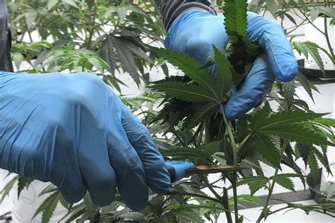 Uneasy West Coast marijuana industry seeks broader trade amid vast glut